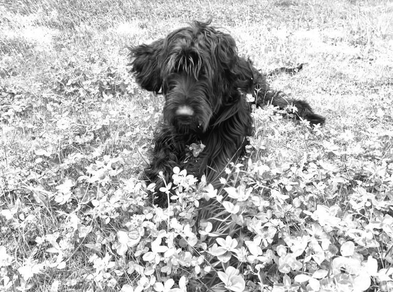 Josef, the office dog at KRINGS INGENIEURE XPERTEN