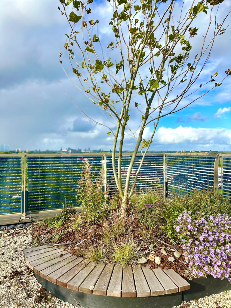 Trees and perennials on the roof – The Urban Woods Delft